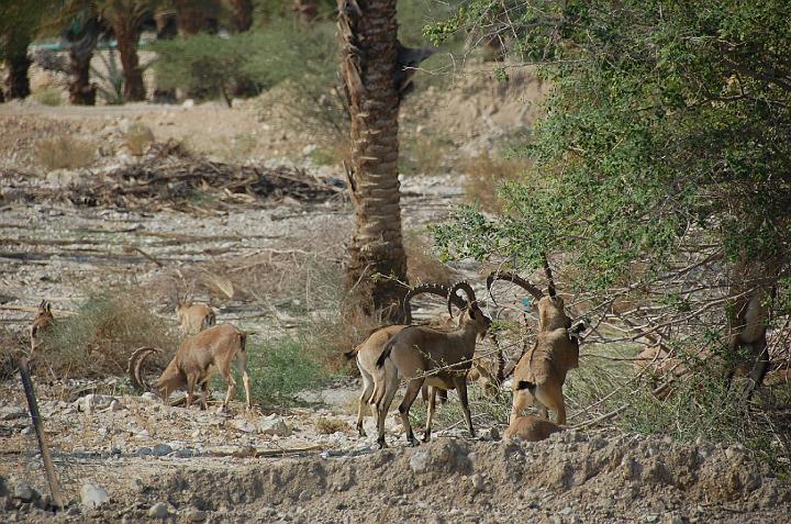 DSC_5063.JPG - (c)RParedes